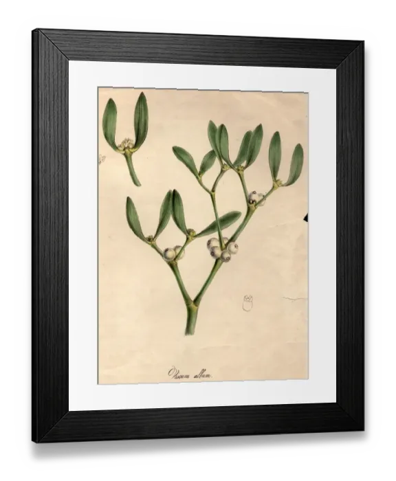 Framed Print : Mistletoe. circa 1800: Viscum album, or mistletoe, with white berries Framed Print : Mistletoe. circa 1800: Viscum album, or mistletoe, with white berries