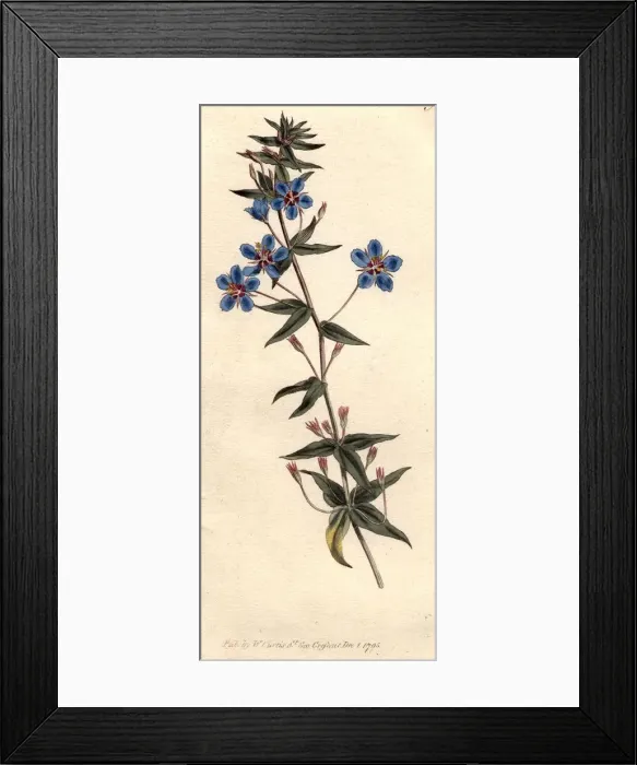 Framed Print : Italian Pimpernel Framed Print : Italian Pimpernel