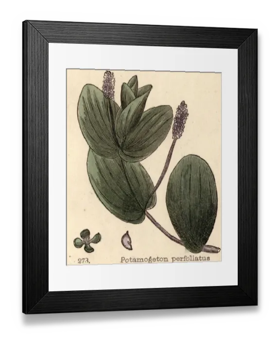 Framed Print : Perfoliatus