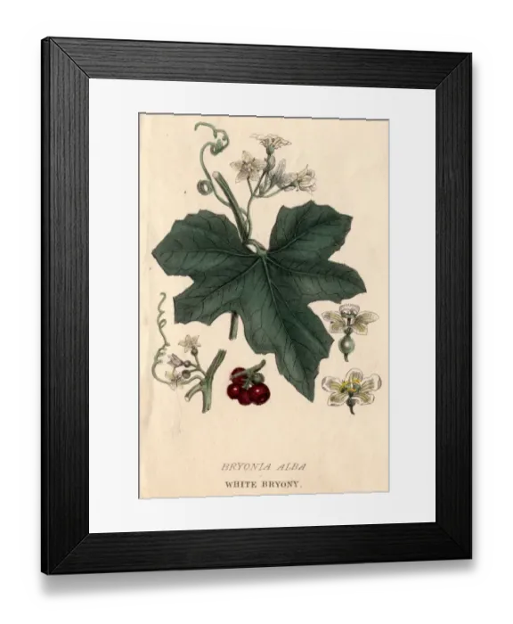 Framed Print : White Bryony Framed Print : White Bryony