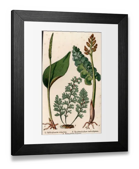 Framed Print : Ferns. circa 1930: Different species of fern Framed Print : Ferns. circa 1930: Different species of fern