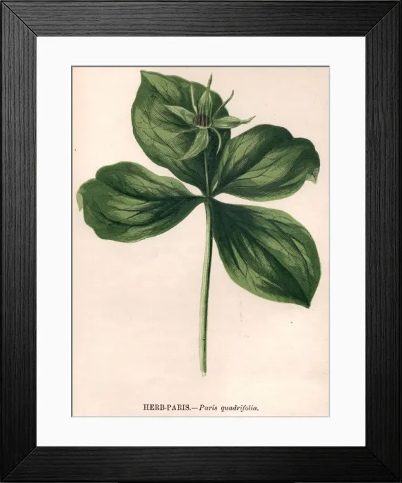 Framed Print : Herb Paris Framed Print : Herb Paris
