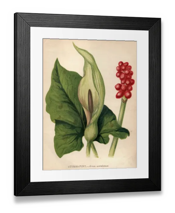 Framed Print : Cuckoo Pint Framed Print : Cuckoo Pint