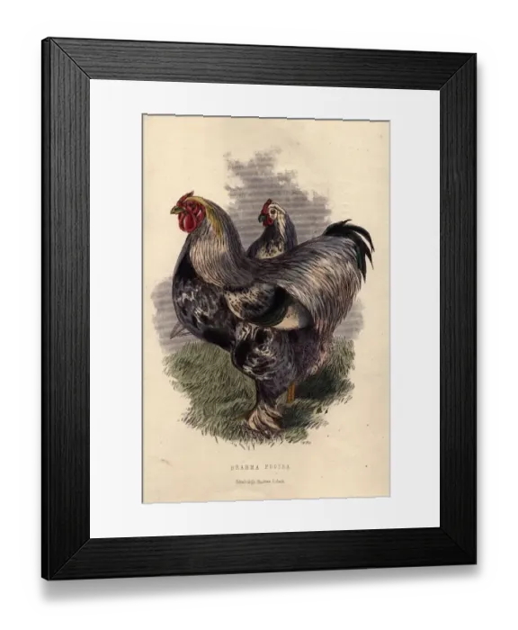 Framed Print : Brahma Pootra Framed Print : Brahma Pootra