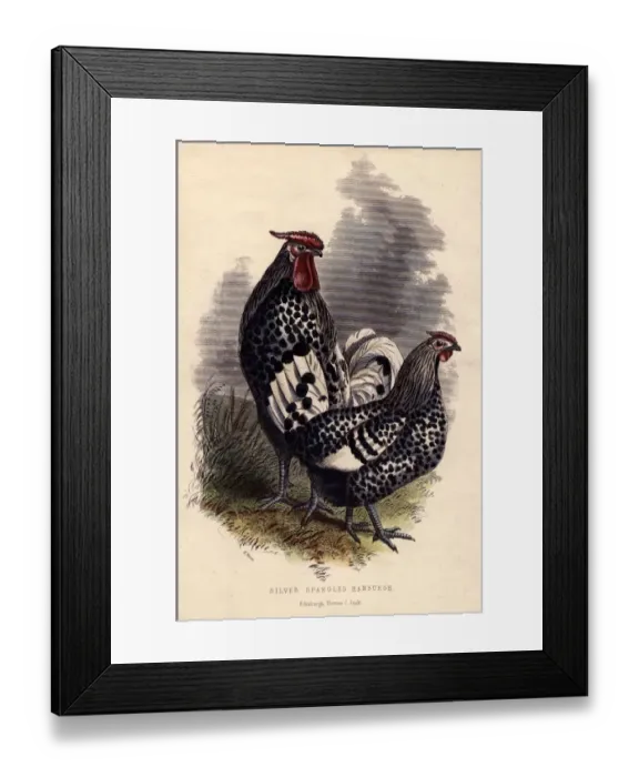 Framed Print : Spangled Hamburghs Framed Print : Spangled Hamburghs