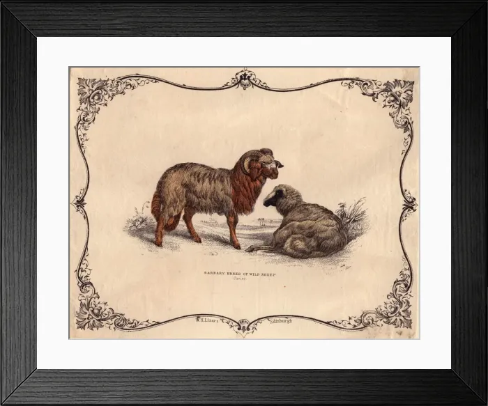 Framed Print : Wild Sheep Framed Print : Wild Sheep