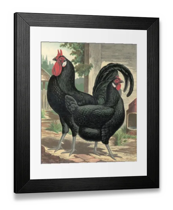 Framed Print : Black Fowl Framed Print : Black Fowl