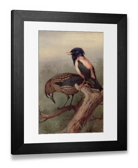 Framed Print : Crow And Starling Framed Print : Crow And Starling