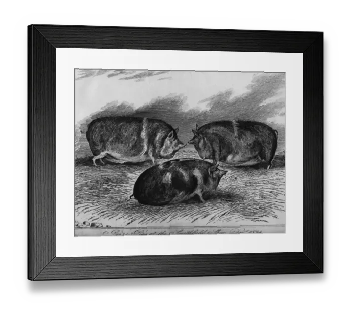 Framed Print : Three Big Pigs Framed Print : Three Big Pigs