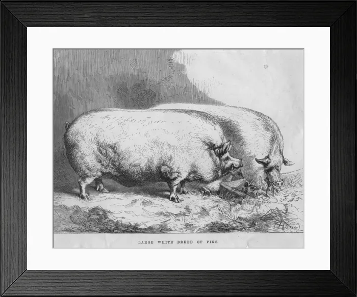Framed Print : Large Whites Framed Print : Large Whites