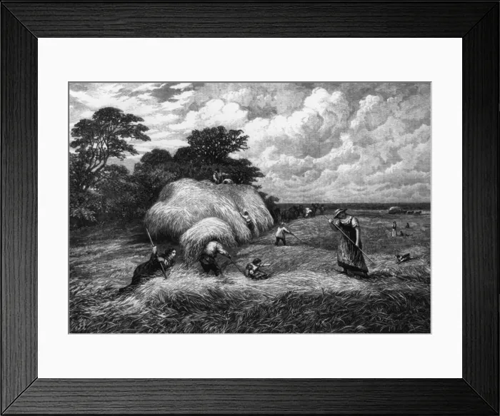 Framed Print : Barley Harvest Framed Print : Barley Harvest