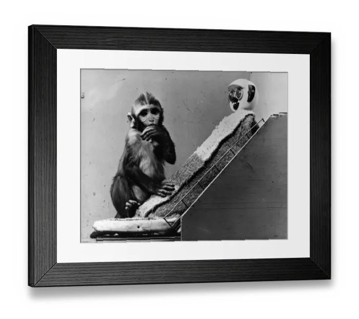 Framed Print : Poor Baby. circa 1951: Sucking its thumb, a baby monkey holds onto its foster mother Framed Print : Poor Baby. circa 1951: Sucking its thumb, a baby monkey holds onto its foster mother