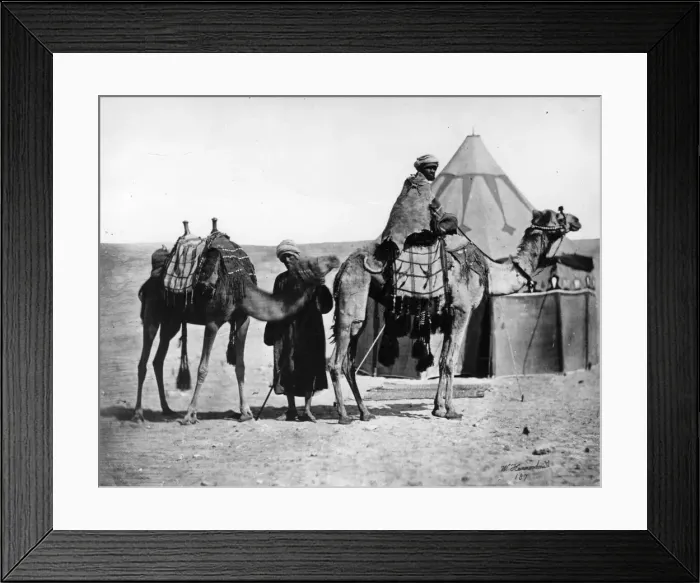 Framed Print : Riding Camels Framed Print : Riding Camels