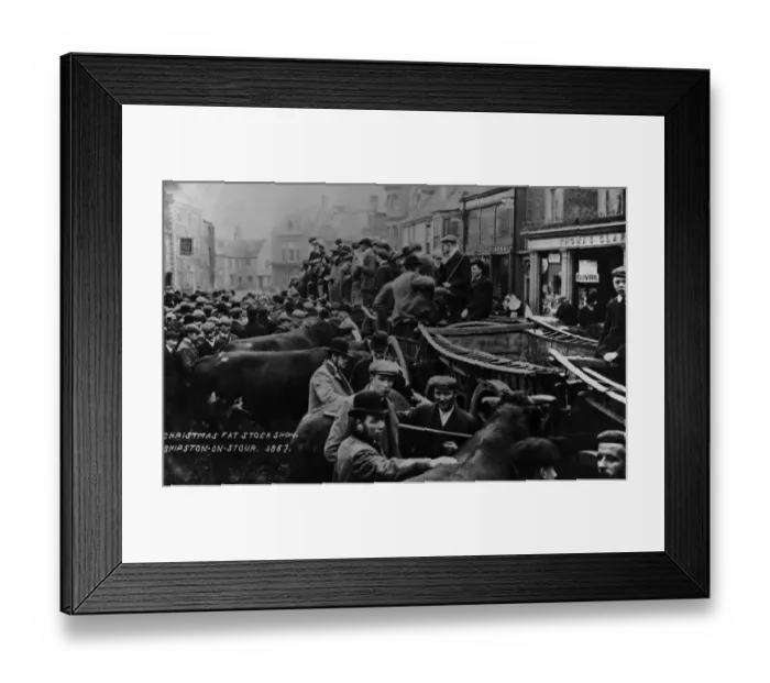Framed Print : Fat Stock Show Framed Print : Fat Stock Show