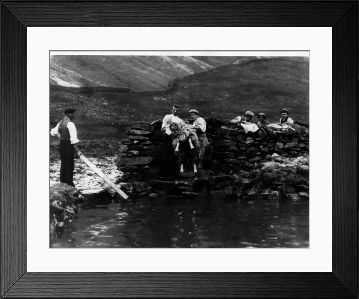 Framed Print : Sheep Wash Framed Print : Sheep Wash