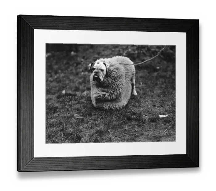 Framed Print : Dogs Clothing