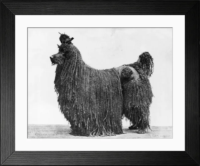 Framed Print : Champion Achilles Framed Print : Champion Achilles