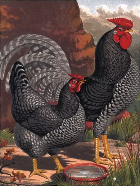 Chicken And Cockerel