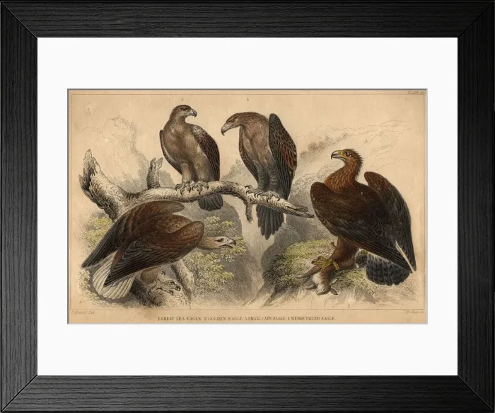 Framed Print : Eagles. circa 1900: Various types of eagle, left to right Framed Print : Eagles. circa 1900: Various types of eagle, left to right
