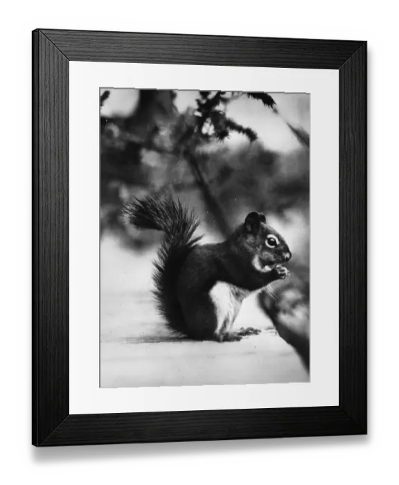 Framed Print : Red Squirrel Framed Print : Red Squirrel