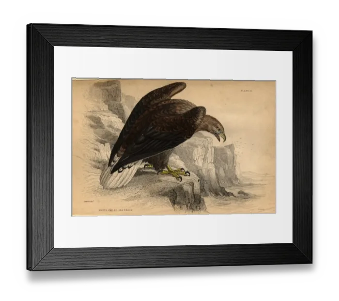 Framed Print : The Eagle. circa 1900: The white-tailed sea eagle. (Photo by Hulton Archive / Getty Images) Framed Print : The Eagle. circa 1900: The white-tailed sea eagle. (Photo by Hulton Archive / Getty Images)