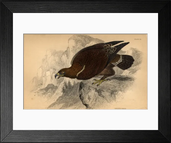 Framed Print : Golden Eagle Framed Print : Golden Eagle