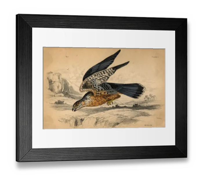 Framed Print : The Merlin