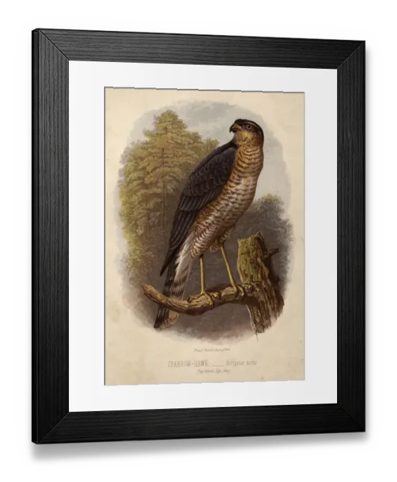 Framed Print : Sparrow Hawk Framed Print : Sparrow Hawk