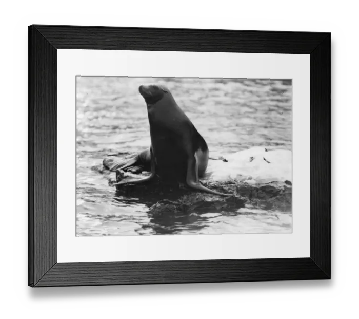 Framed Print : Sea-Lion. circa 1910: A sea-lion rests on a rock. (Photo by Hulton Archive / Getty Images) Framed Print : Sea-Lion. circa 1910: A sea-lion rests on a rock. (Photo by Hulton Archive / Getty Images)