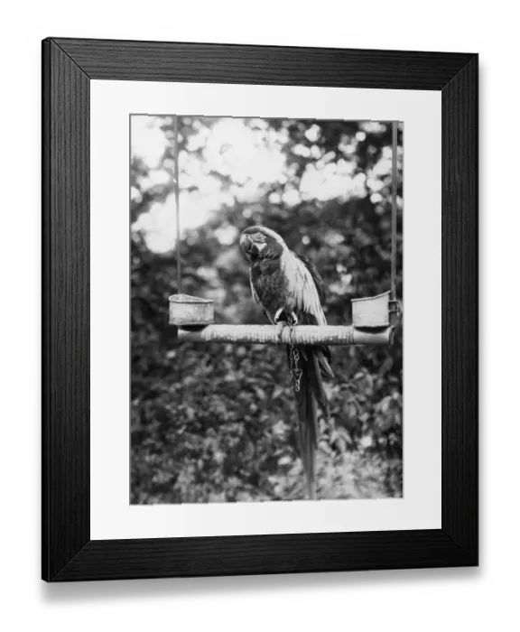 Framed Print : Zoo Parrot Framed Print : Zoo Parrot