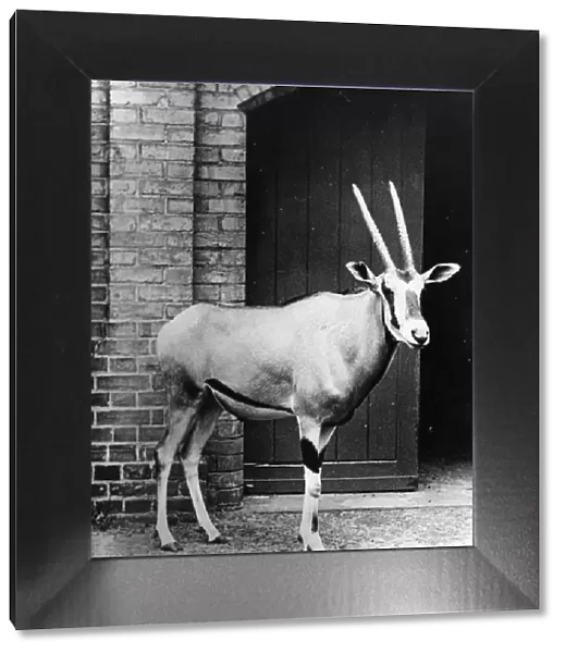 Beisa Antelope