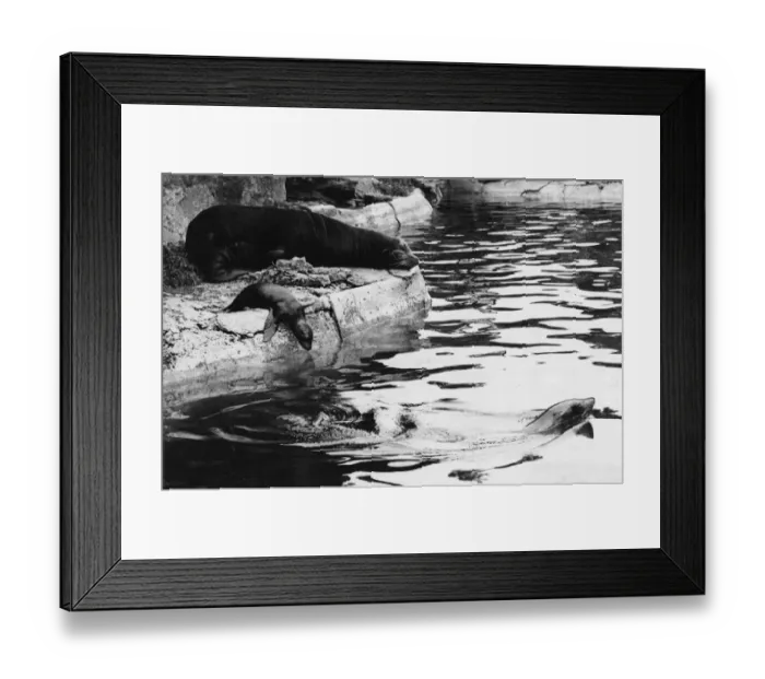 Framed Print : Sea Lions. circa 1910: A sea lion and cub at leisure Framed Print : Sea Lions. circa 1910: A sea lion and cub at leisure