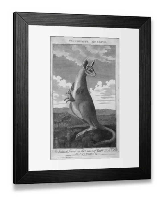 Framed Print : Australian Kangaroo