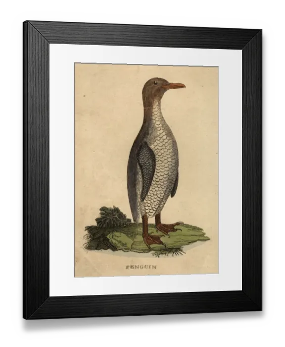 Framed Print : A Penguin. circa 1900: A penguin. (Photo by Hulton Archive / Getty Images) Framed Print : A Penguin. circa 1900: A penguin. (Photo by Hulton Archive / Getty Images)
