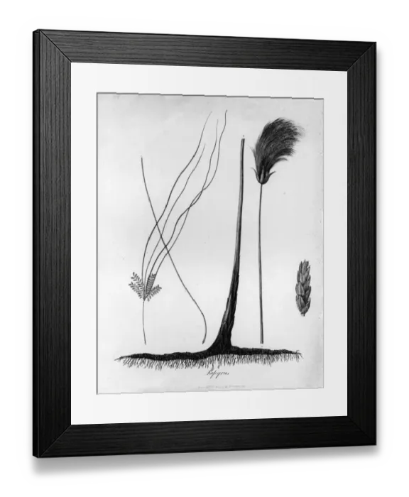 Framed Print : Papyrus. circa 1850: The stages of life of the papyrus plant Framed Print : Papyrus. circa 1850: The stages of life of the papyrus plant