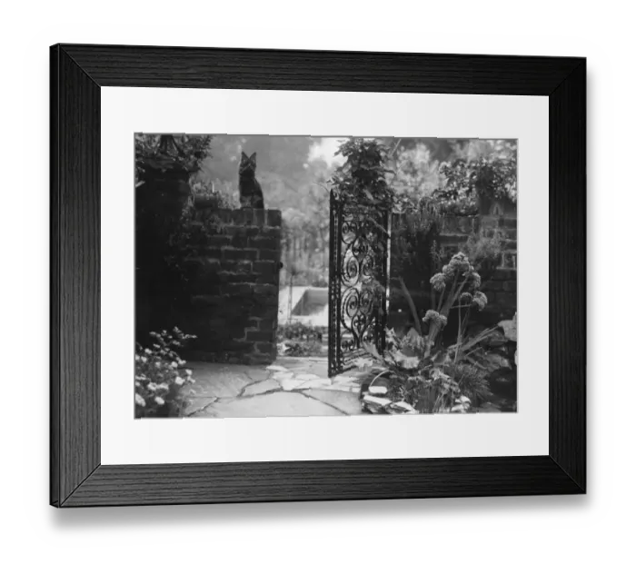 Framed Print : Garden cat Framed Print : Garden cat