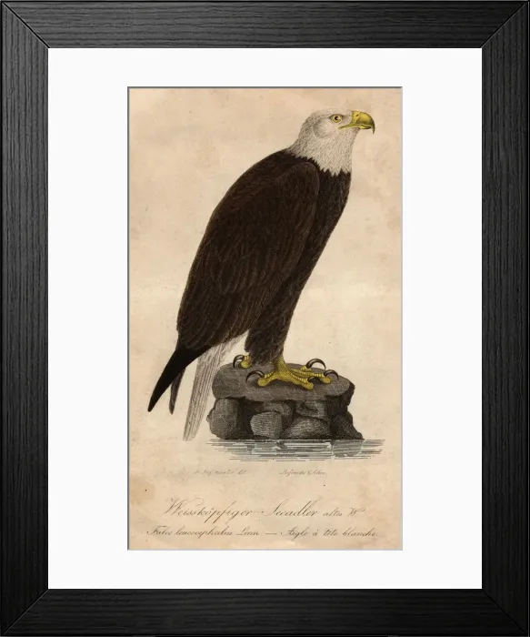 Framed Print : Bald Headed Eagle Framed Print : Bald Headed Eagle