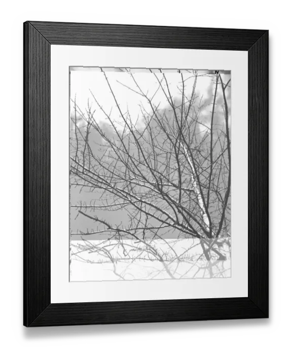 Framed Print : Maple Buds Framed Print : Maple Buds