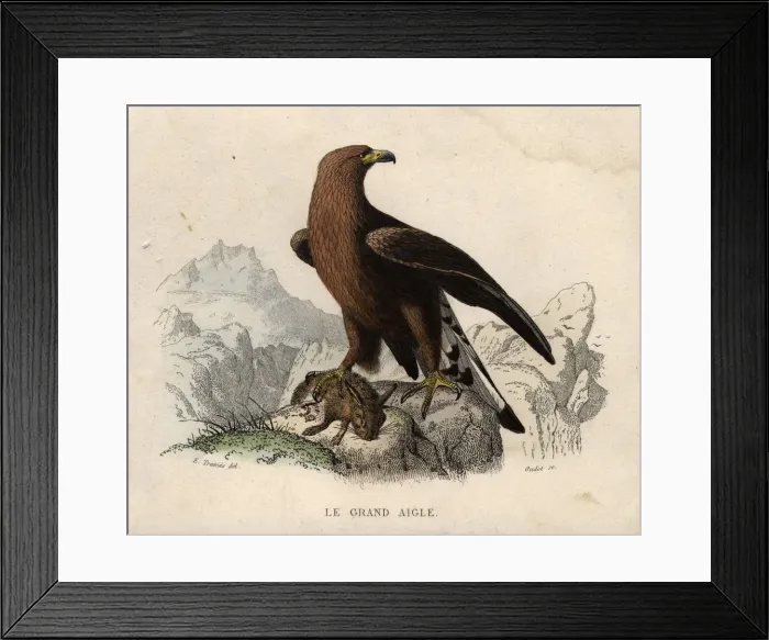 Framed Print : Le Grand Aigle Framed Print : Le Grand Aigle