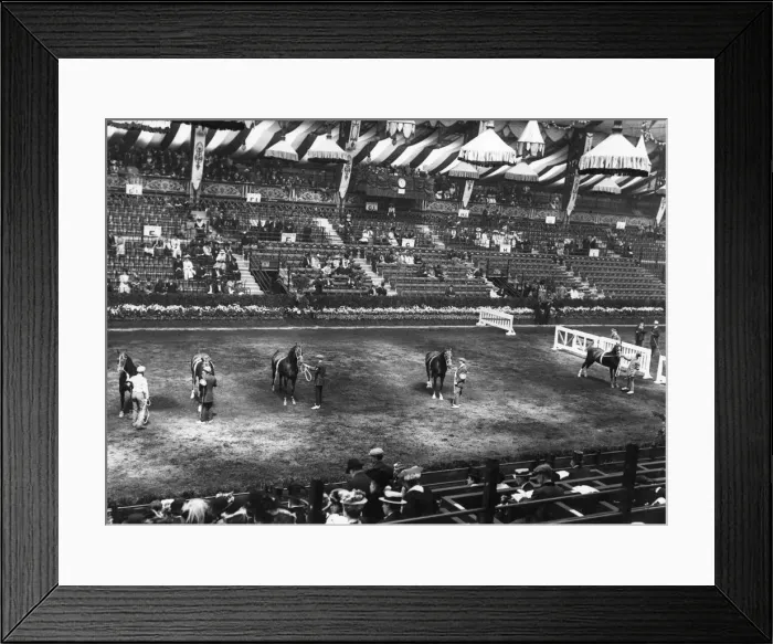 Framed Print : Horse Show Framed Print : Horse Show
