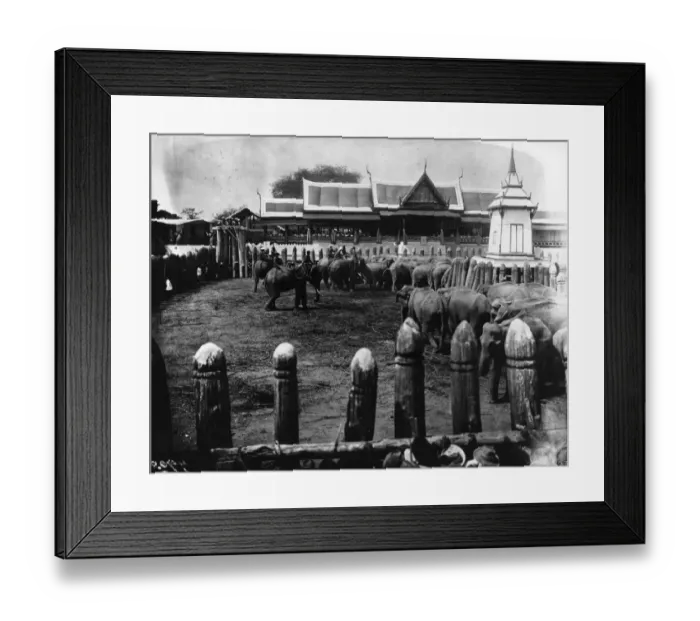 Framed Print : Wild Elephants Framed Print : Wild Elephants