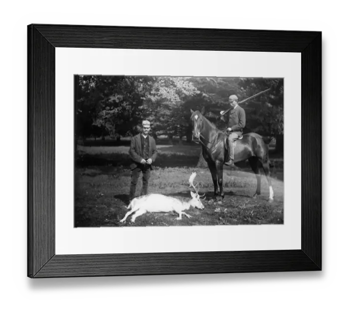 Framed Print : Killed Deer Framed Print : Killed Deer