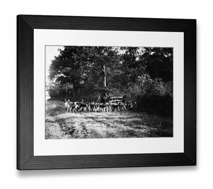 Framed Print : Fox Hunt. circa 1900: The Whaddon Chase. (Photo by Hulton Archive / Getty Images) Framed Print : Fox Hunt. circa 1900: The Whaddon Chase. (Photo by Hulton Archive / Getty Images)