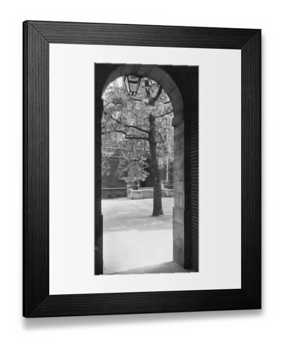 Framed Print : A Leafy View Framed Print : A Leafy View