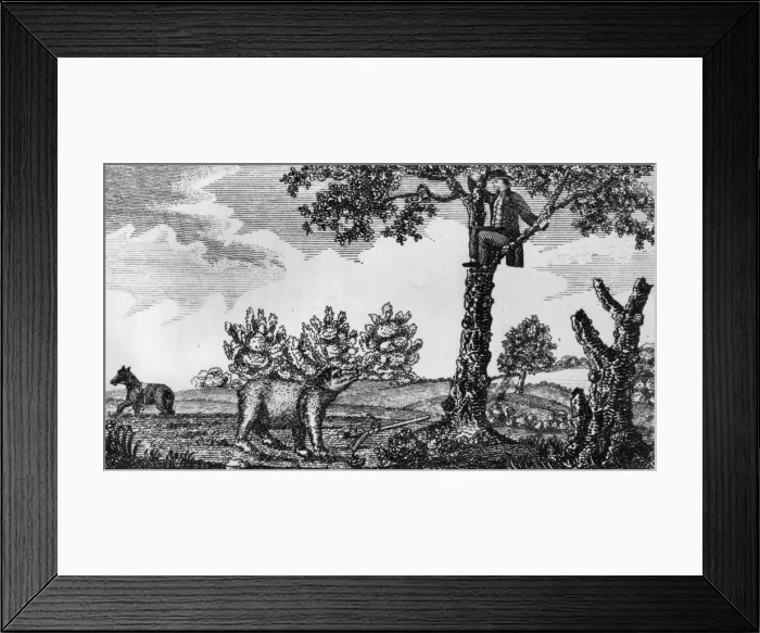 Framed Print : Up A Tree. circa 1805: A member of Lewis and Clarks exploratory team hiding Framed Print : Up A Tree. circa 1805: A member of Lewis and Clarks exploratory team hiding