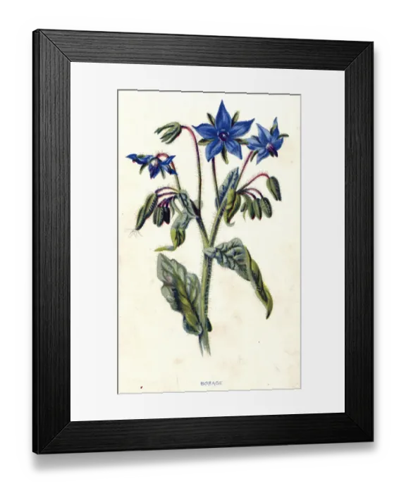 Framed Print : Borage. circa 1800: The blue flowers and feathery stems of the borage plant