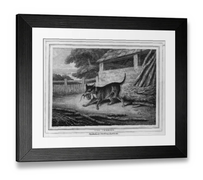 Framed Print : The Terrier Framed Print : The Terrier