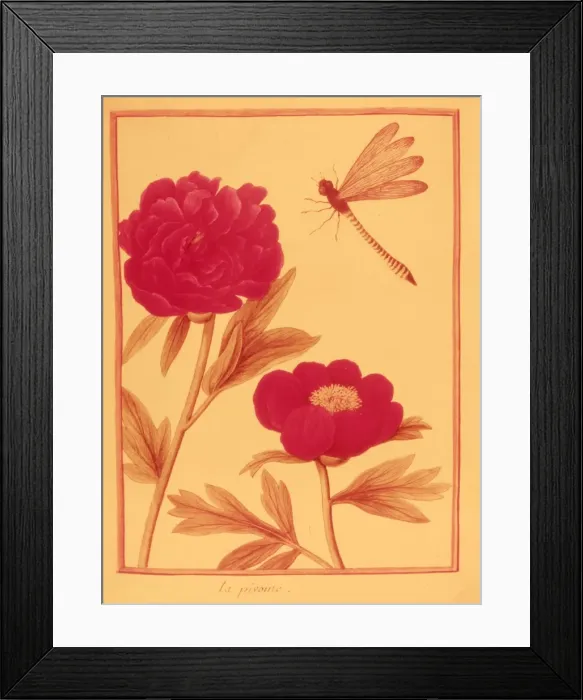 Framed Print : Peonies. circa 1775: Two peonies and a dragonfly. (Photo by Hulton Archive / Getty Images)
