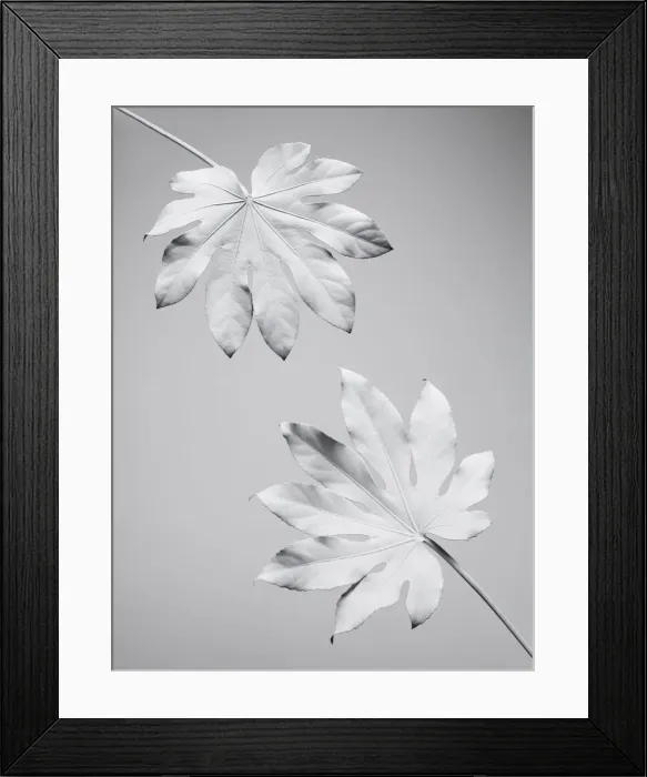 Framed Print : White nature Framed Print : White nature