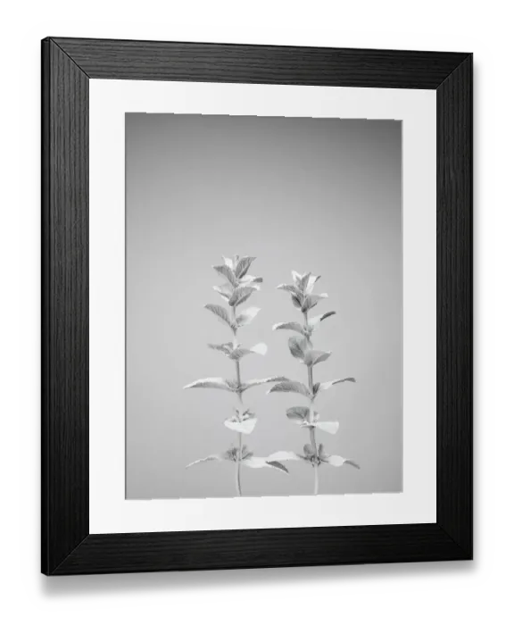 Framed Print : White nature Framed Print : White nature